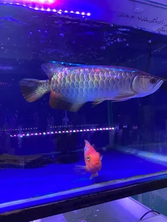 آروانا بلو بیس کراس بک گلدن