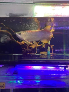 آروانا بانجار رد