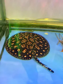 سفره ماهی بلک دایموند دوناتی