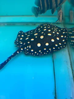 سفره ماهی بلک دایموند خالص