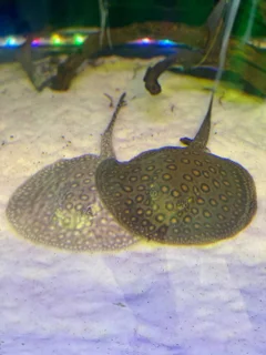 سفره ماهی ماربل رد اسپاد