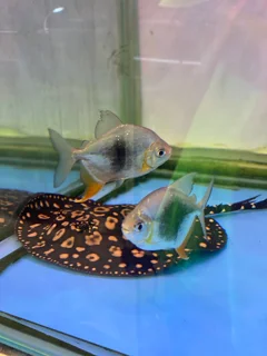 دالر بلک بری