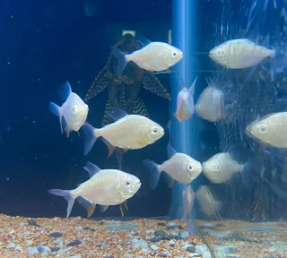 پاکو آلبینو