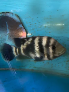 سیچلاید زندانی