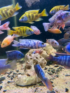 سیچلاید مالاوی