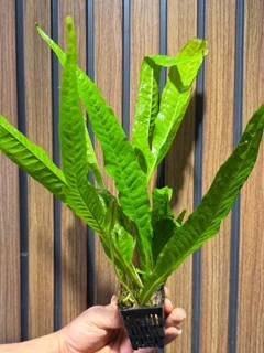 گیاه جاوا میکروسوریوم