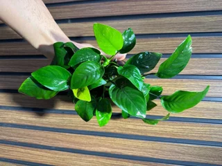 گیاه آنوبیاس بارتری وار نانا کینگ