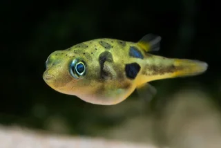 پافر لوبیایی